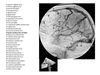 1 superior sagittal sinus
2 inferior sagittal sinus
3 torcular herophili
4 transverse sinus
5 sigmoid sinus
6 jugular bulb
7 internal jugular vein
8 superficial cortical vein
9 vein of Trolard
10 vein of Labbé
11 superficial middle cerebral vein
12 septal vein
13 thalamostriate vein
14 internal cerebral vein
15 great cerebral vein of Galen
16 basal vein of Rosenthal
17 inferior ventricular vein
18 medial atrial vein
20 anterior caudate vein
21 terminal vein
22 direct lateral vein
24 straight sinus
25 sphenoparietal sinus
26 cavernous sinus
28 clival venous plexus
29 superior petrosal sinus
30 inferior petrosal sinus
46 suboccipital veins
47 pterygoid venous plexus
48 true venous angle
51 superior ophthalmic vein
53 sphenopetrosal vein
55 false venous angle
 