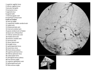 1 superior sagittal sinus
2 inferior sagittal sinus
3 torcular herophili
4 transverse sinus
5 sigmoid sinus
6 jugular bulb
7 internal jugular vein
8 superficial cortical vein
9 vein of Trolard
10 vein of Labbé
11 superficial middle cerebral vein
12 septal vein
13 thalamostriate vein
14 internal cerebral vein
15 great cerebral vein of Galen
16 basal vein of Rosenthal
17 inferior ventricular vein
18 medial atrial vein
20 anterior caudate vein
21 terminal vein
22 direct lateral vein
24 straight sinus
25 sphenoparietal sinus
26 cavernous sinus
28 clival venous plexus
29 superior petrosal sinus
30 inferior petrosal sinus
46 suboccipital veins
47 pterygoid venous plexus
48 true venous angle
51 superior ophthalmic vein
53 sphenopetrosal vein
55 false venous angle
 