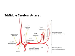 3-Middle Cerebral Artery :
 