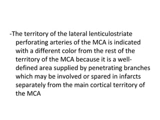 -The territory of the lateral lenticulostriate
perforating arteries of the MCA is indicated
with a different color from the rest of the
territory of the MCA because it is a well-
defined area supplied by penetrating branches
which may be involved or spared in infarcts
separately from the main cortical territory of
the MCA
 