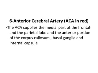6-Anterior Cerebral Artery (ACA in red)
-The ACA supplies the medial part of the frontal
and the parietal lobe and the anterior portion
of the corpus callosum , basal ganglia and
internal capsule
 