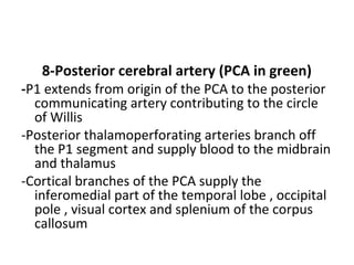 8-Posterior cerebral artery (PCA in green)
-P1 extends from origin of the PCA to the posterior
communicating artery contributing to the circle
of Willis
-Posterior thalamoperforating arteries branch off
the P1 segment and supply blood to the midbrain
and thalamus
-Cortical branches of the PCA supply the
inferomedial part of the temporal lobe , occipital
pole , visual cortex and splenium of the corpus
callosum
 
