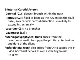 1-Internal Carotid Artery :
-Cervical (C1) : doesn’t branch within the neck
-Petrous (C2) : fixed to bone as the ICA enters the skull
base , so a cervical carotid dissection is unlikely to
extend intracranially
-Lacerum (C3) : no branches
-Cavernous (C4) :
*Meningohypophyseal trunk arises from the
cavernous carotid to supply the pituitary , tentorium
and dura of the clivus
*Inferolateral trunk also arises from C4 to supply the 3rd
, 4th
& 6th
cranial nerves as well as the trigeminal
ganglion
 
