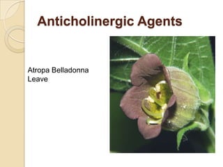 Anticholinergic Agents


Atropa Belladonna
Leave
 