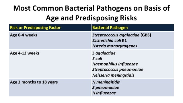 Acute Bacterial Meningitis Acute Bacterial Meningitis