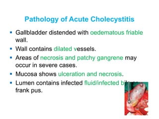 Pathology of Acute Cholecystitis
 Gallbladder distended with oedematous friable
wall.
 Wall contains dilated vessels.
 Areas of necrosis and patchy gangrene may
occur in severe cases.
 Mucosa shows ulceration and necrosis.
 Lumen contains infected fluid/infected bile or
frank pus.
 