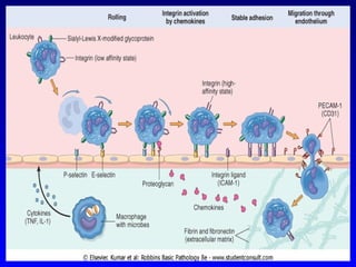 Comprehensive Overview of Inflammation: Mechanisms, Types, and Outcomes ...