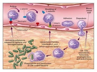 Comprehensive Overview of Inflammation: Mechanisms, Types, and Outcomes ...