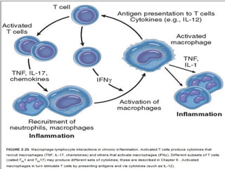 Comprehensive Overview of Inflammation: Mechanisms, Types, and Outcomes ...