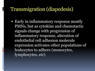 Transmigration (diapedesis)
 Early in inflammatory response mostly
PMNs, but as cytokine and chemotactic
signals change with progression of
inflammatory response, alteration of
endothelial cell adhesion molecule
expression activates other populations of
leukocytes to adhere (monocytes,
lymphocytes, etc)
 
