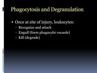 Phagocytosis and Degranulation
 Once at site of injury, leukocytes:
 Recognize and attach
 Engulf (form phagocytic vacuole)
 Kill (degrade)
 