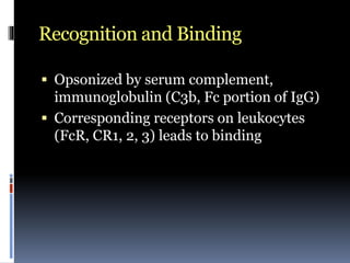 Recognition and Binding
 Opsonized by serum complement,
immunoglobulin (C3b, Fc portion of IgG)
 Corresponding receptors on leukocytes
(FcR, CR1, 2, 3) leads to binding
 