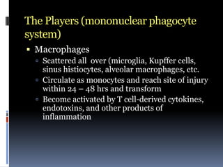 The Players (mononuclear phagocyte
system)
 Macrophages
 Scattered all over (microglia, Kupffer cells,
sinus histiocytes, alveolar macrophages, etc.
 Circulate as monocytes and reach site of injury
within 24 – 48 hrs and transform
 Become activated by T cell-derived cytokines,
endotoxins, and other products of
inflammation
 