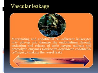 Vascular leakage
Marginating and endothelial cell-adherent leukocytes
may pile-up and damage the endothelium through
activation and release of toxic oxygen radicals and
proteolytic enzymes (leukocyte-dependent endothelial
cell injury) making the vessel leaky
 