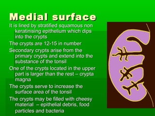 Medial surfaceMedial surface
It is lined by stratified squamous nonIt is lined by stratified squamous non
keratinising epithelium which dipskeratinising epithelium which dips
into the cryptsinto the crypts
The crypts are 12-15 in numberThe crypts are 12-15 in number
Secondary crypts arise from theSecondary crypts arise from the
primary crypts and extend into theprimary crypts and extend into the
substance of the tonsilsubstance of the tonsil
One of the crypts located in the upperOne of the crypts located in the upper
part is larger than the rest – cryptapart is larger than the rest – crypta
magnamagna
The crypts serve to increase theThe crypts serve to increase the
surface area of the tonsilsurface area of the tonsil
The crypts may be filled with cheesyThe crypts may be filled with cheesy
material – epithelial debris, foodmaterial – epithelial debris, food
particles and bacteriaparticles and bacteria
 