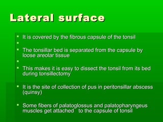 Lateral surfaceLateral surface
 It is covered by the fibrous capsule of the tonsilIt is covered by the fibrous capsule of the tonsil

 The tonsillar bed is separated from the capsule byThe tonsillar bed is separated from the capsule by
loose areolar tissueloose areolar tissue

 This makes it is easy to dissect the tonsil from its bedThis makes it is easy to dissect the tonsil from its bed
during tonsillectomyduring tonsillectomy
 It is the site of collection of pus in peritonsillar abscessIt is the site of collection of pus in peritonsillar abscess
(quinsy)(quinsy)
 Some fibers of palatoglossus and palatopharyngeusSome fibers of palatoglossus and palatopharyngeus
muscles get attached to the capsule of tonsilmuscles get attached to the capsule of tonsil
 