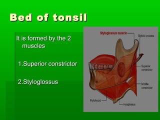 Bed of tonsilBed of tonsil
It is formed by the 2It is formed by the 2
musclesmuscles
1.Superior constrictor1.Superior constrictor
2.Styloglossus2.Styloglossus
 