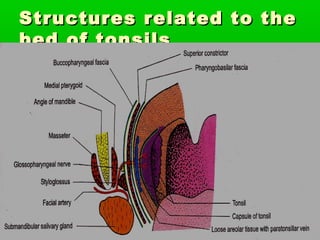Structures related to theStructures related to the
bed of tonsilsbed of tonsils
 
