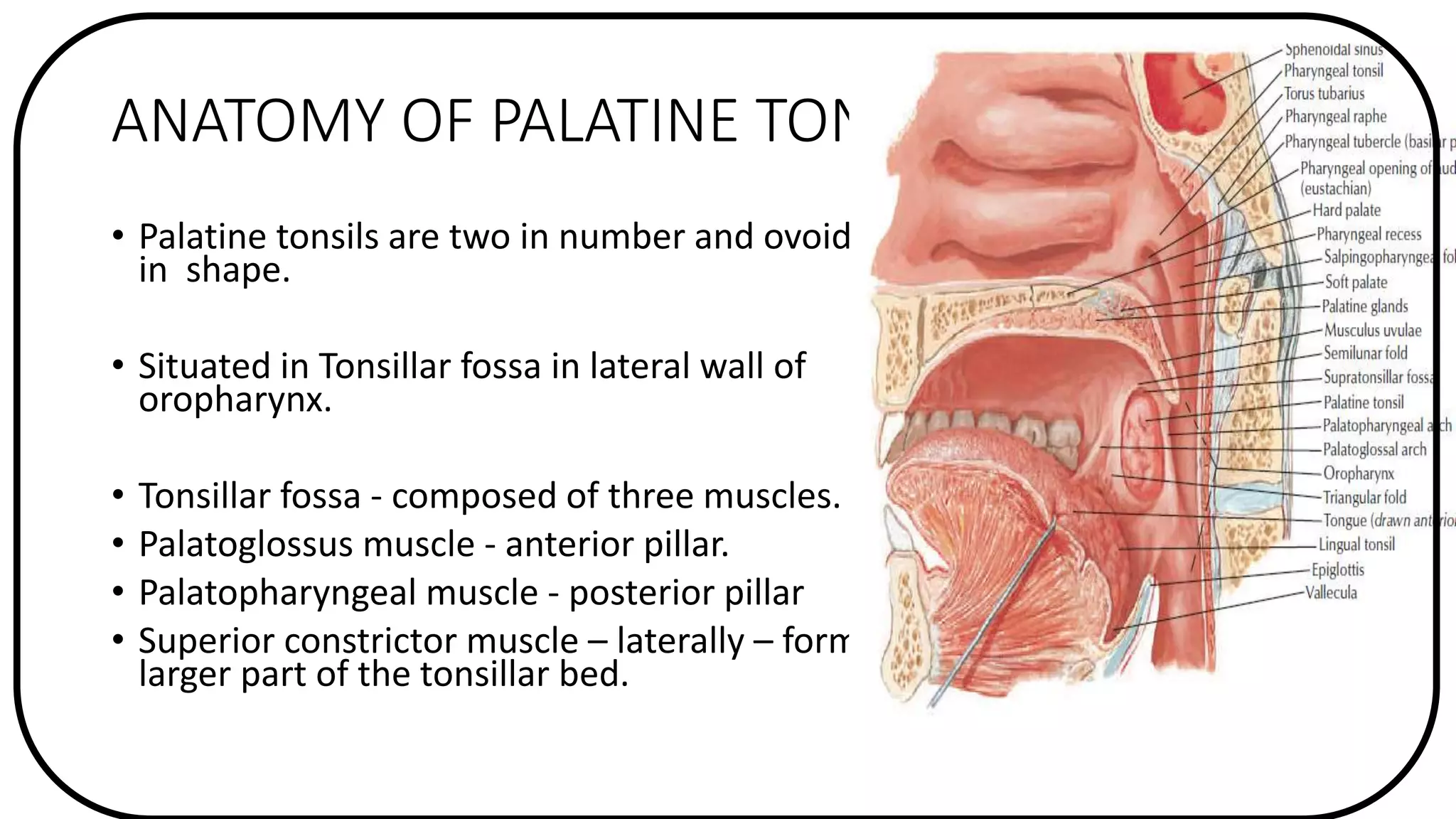 Acute And Chronic Tonsillitis PPTX acute-and-chronic-tonsillitis-pptx