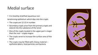 Medial surface
• It is lined by stratified squamous non
keratinising epithelium which dips into the crypts
• The crypts are 12-15 in number
• Secondary crypts arise from the primary crypts and
extend into the substance of the tonsil
• One of the crypts located in the upper part is larger
than the rest – crypta magna
• The crypts serve to increase the surface area of the
tonsil
• The crypts may be filled with cheesy material –
epithelial debris, food particles and bacteria
 
