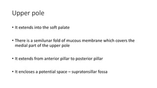 Upper pole
• It extends into the soft palate
• There is a semilunar fold of mucous membrane which covers the
medial part of the upper pole
• It extends from anterior pillar to posterior pillar
• It encloses a potential space – supratonsillar fossa
 