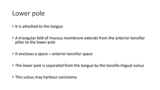 Lower pole
• It is attached to the tongue
• A triangular fold of mucous membrane extends from the anterior tonsillar
pillar to the lower pole
• It encloses a space – anterior tonsillar space
• The lower pole is separated from the tongue by the tonsillo-lingual sulcus
• This sulcus may harbour carcinoma
 