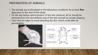 PREPARATION OF ANIMALS
• The animals are acclimatized to the laboratory conditions for at least five
days prior to the start of the study.
• On the day before administration of the test chemical, all fur should be
removed from the dorsal/flank area of the test animals by closely clipping.
• Care must be taken to avoid abrading the skin, which could alter its
permeability.
 