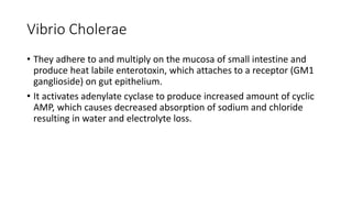 Vibrio Cholerae
• They adhere to and multiply on the mucosa of small intestine and
produce heat labile enterotoxin, which attaches to a receptor (GM1
ganglioside) on gut epithelium.
• It activates adenylate cyclase to produce increased amount of cyclic
AMP, which causes decreased absorption of sodium and chloride
resulting in water and electrolyte loss.
 
