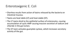 Enterotoxigenic E. Coli
• Diarrhea results from action of toxins released by the bacteria on
intestinal mucosa.
• Toxins are heat labile (LT) and heat stable (ST).
• The LT toxins bind to the epithelial surface of enterocytes, causing
accumulation of cyclic AMP causing massive secretion of sodium and
chloride in the gut lumen.
• The ST toxin activates guanylate cyclase, which increases secretory
activity of the gut.
 