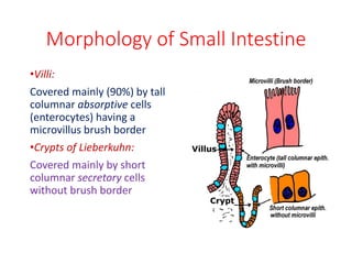 Morphology of Small Intestine
•Villi:
Covered mainly (90%) by tall
columnar absorptive cells
(enterocytes) having a
microvillus brush border
•Crypts of Lieberkuhn:
Covered mainly by short
columnar secretory cells
without brush border
 