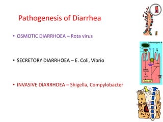 Pathogenesis of Diarrhea
• OSMOTIC DIARRHOEA – Rota virus
• SECRETORY DIARRHOEA – E. Coli, Vibrio
• INVASIVE DIARRHOEA – Shigella, Compylobacter
 