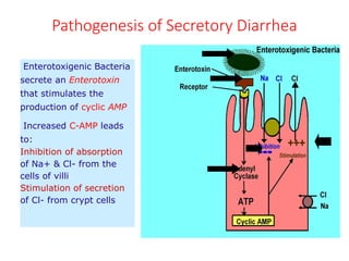 Pathogenesis of Secretory Diarrhea
Enterotoxigenic Bacteria
secrete an Enterotoxin
that stimulates the
production of cyclic AMP
Increased C-AMP leads
to:
Inhibition of absorption
of Na+ & Cl- from the
cells of villi
Stimulation of secretion
of Cl- from crypt cells
 