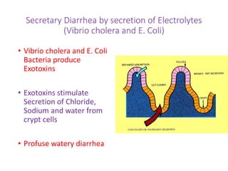 Secretary Diarrhea by secretion of Electrolytes
(Vibrio cholera and E. Coli)
• Vibrio cholera and E. Coli
Bacteria produce
Exotoxins
• Exotoxins stimulate
Secretion of Chloride,
Sodium and water from
crypt cells
• Profuse watery diarrhea
 
