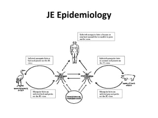 JE Epidemiology
 