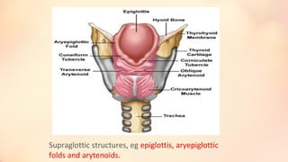 Supraglottic structures, eg epiglottis, aryepiglottic
folds and arytenoids.
 
