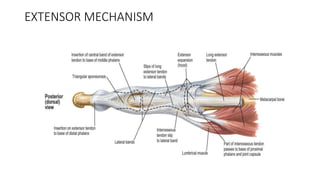 Acute Extensor tendon injuries diagnosis and management.pptx