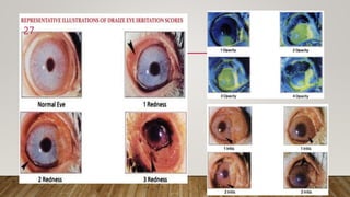 Acute eye irritation OECD 405 m pharm cology 2nd sem..pptx