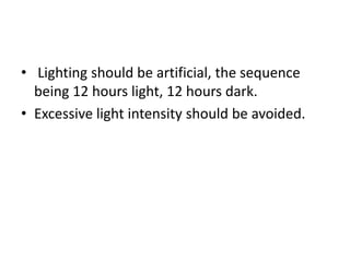 • Lighting should be artificial, the sequence
being 12 hours light, 12 hours dark.
• Excessive light intensity should be avoided.
 