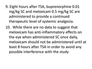 9. Eight hours after TSA, buprenorphine 0.01
mg/kg SC and meloxicam 0.5 mg/kg SC are
administered to provide a continued
therapeutic level of systemic analgesia.
10. While there are no data to suggest that
meloxicam has anti-inflammatory effects on
the eye when administered SC once daily,
meloxicam should not be administered until at
least 8 hours after TSA in order to avoid any
possible interference with the study
 
