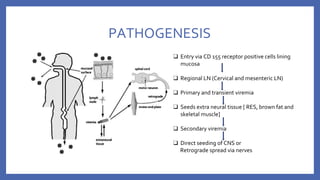 PATHOGENESIS
❑ Entry via CD 155 receptor positive cells lining
mucosa
❑ Regional LN (Cervical and mesenteric LN)
❑ Primary and transient viremia
❑ Seeds extra neural tissue [ RES, brown fat and
skeletal muscle]
❑ Secondary viremia
❑ Direct seeding of CNS or
Retrograde spread via nerves
 