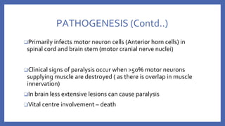 PATHOGENESIS (Contd..)
❑Primarily infects motor neuron cells (Anterior horn cells) in
spinal cord and brain stem (motor cranial nerve nuclei)
❑Clinical signs of paralysis occur when >50% motor neurons
supplying muscle are destroyed ( as there is overlap in muscle
innervation)
❑In brain less extensive lesions can cause paralysis
❑Vital centre involvement – death
 