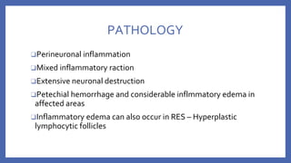 PATHOLOGY
❑Perineuronal inflammation
❑Mixed inflammatory raction
❑Extensive neuronal destruction
❑Petechial hemorrhage and considerable inflmmatory edema in
affected areas
❑Inflammatory edema can also occur in RES – Hyperplastic
lymphocytic follicles
 