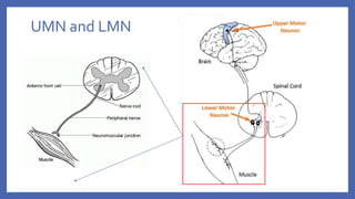 UMN and LMN
 