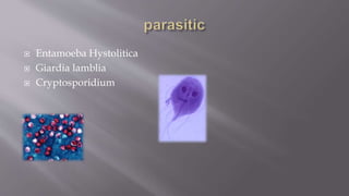  Entamoeba Hystolitica
 Giardia lamblia
 Cryptosporidium
 