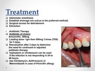 Treatment
 Administer anesthesia
 Establish drainage (via sulcus is the preferred method)
 Surgical access for debridement
 Extraction
• Antibiotic Therapy
 Antibiotic of choice:
Amoxicillin, 500mg
 Loading dose- 1gm then 500mg 3 times (TDS)
for 3 days.
 Reevaluation after 3 days to determine
the need for continued or adjusted
antibiotic therapy.
 Cephalexin or clindamycin can be used
if the infection is not responding in 24 to
48 hours.
 Use Clindamycin, Azithromycin or
Metronidazole in case of Penicillin allergy.
 