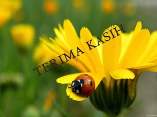 E
T

I
R

A
M

A
K

IH
S

 