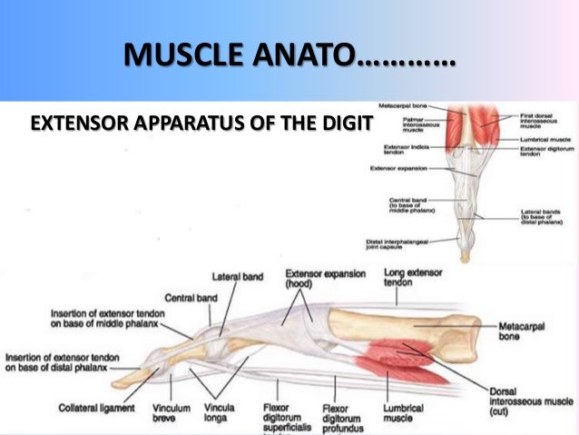 Acute hand injury management