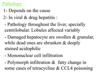 Pathology
1- Depends on the cause
2- In viral & drug hepatitis :
- Pathology throughout the liver, specially
centrilobular. Lobules affected variably
- Damaged hepatocyte are swollen & granular,
while dead ones are shrunken & deeply
stained acidophilic
- Mononuclear cell infiltration
- Polymorph infiltration & fatty change in
some cases of tetracycline & CCL4 poisoning
 