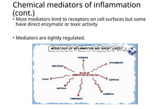 Chemical mediators of acute inflammation - BPTh, MBBS.ppt