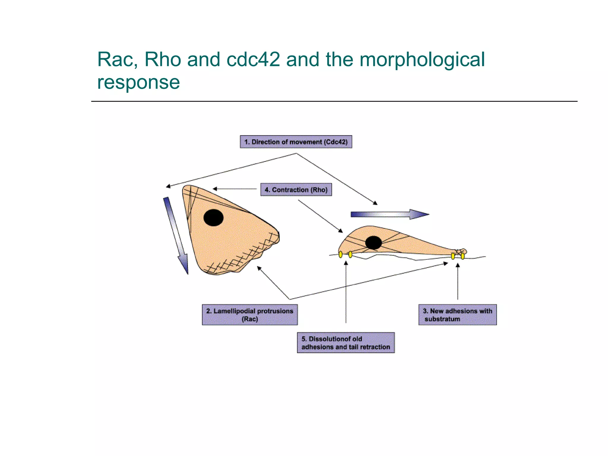 Rac, Rho and cdc42 and the morphological response 